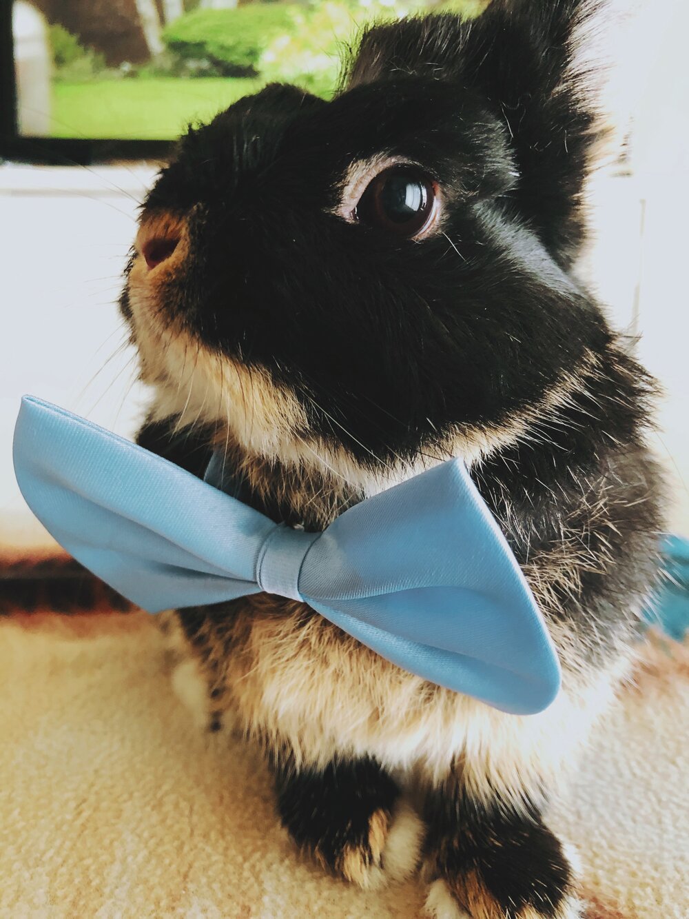 rabbit-with-bowtie