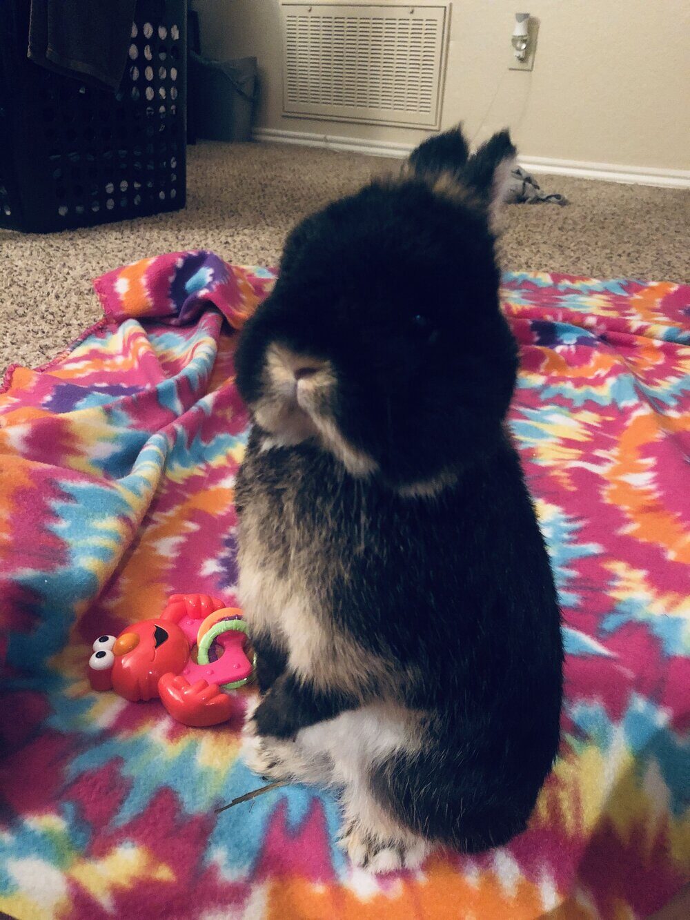 rabbit_standing_on_blanket-1879411 rabbit_standing_on_blanket-1879411