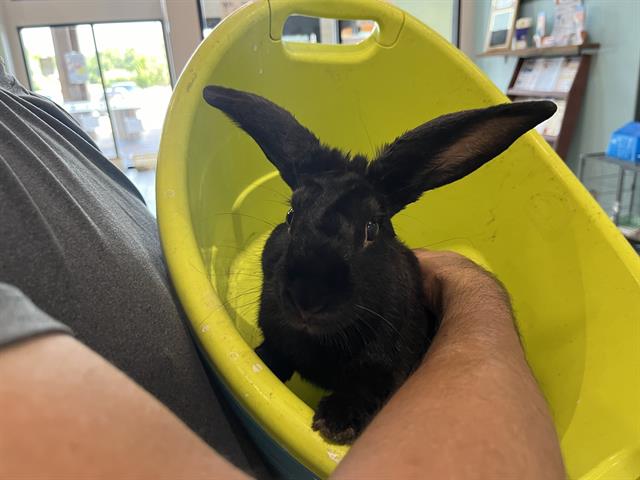 Black rabbit in a yellow tub