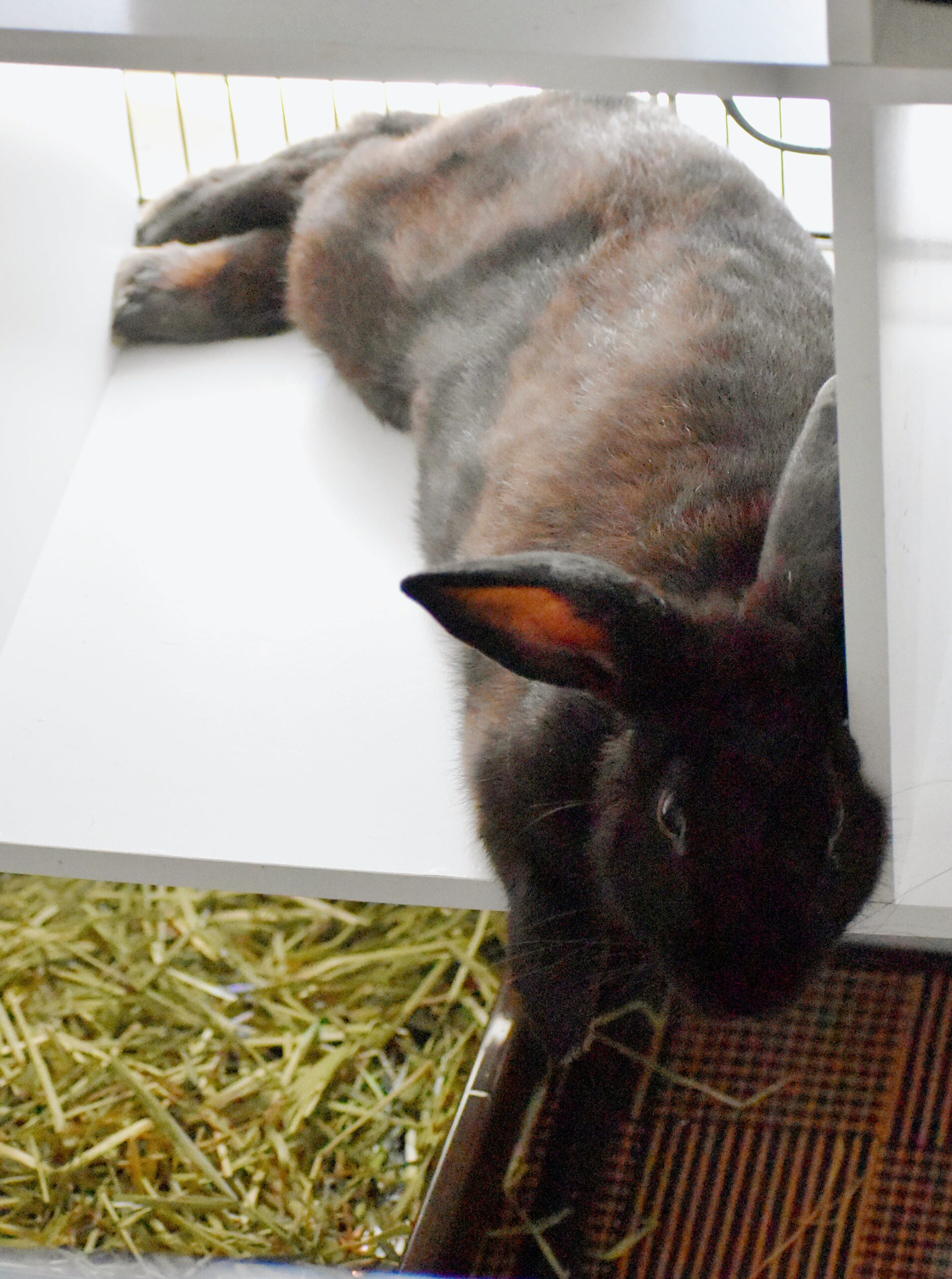 Black rabbit in a yellow tub