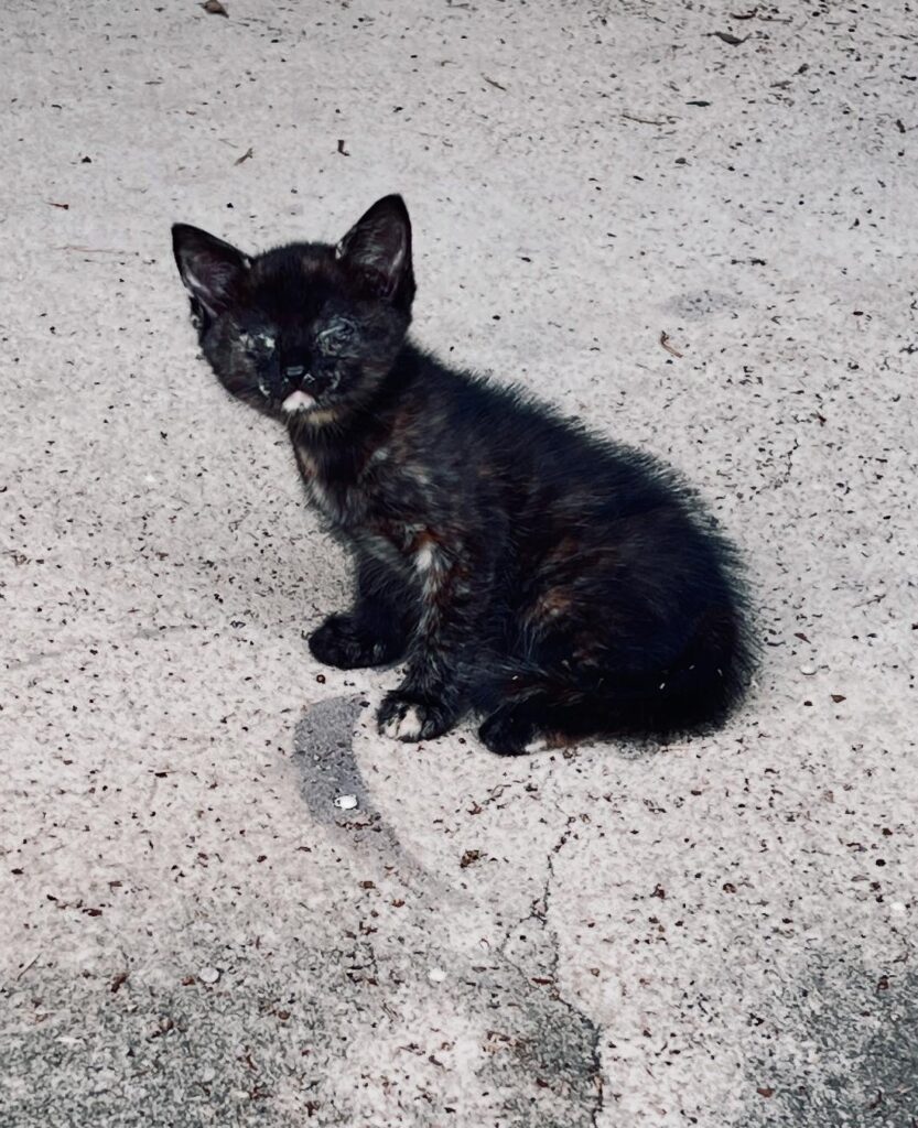 Feral cat outside on patio