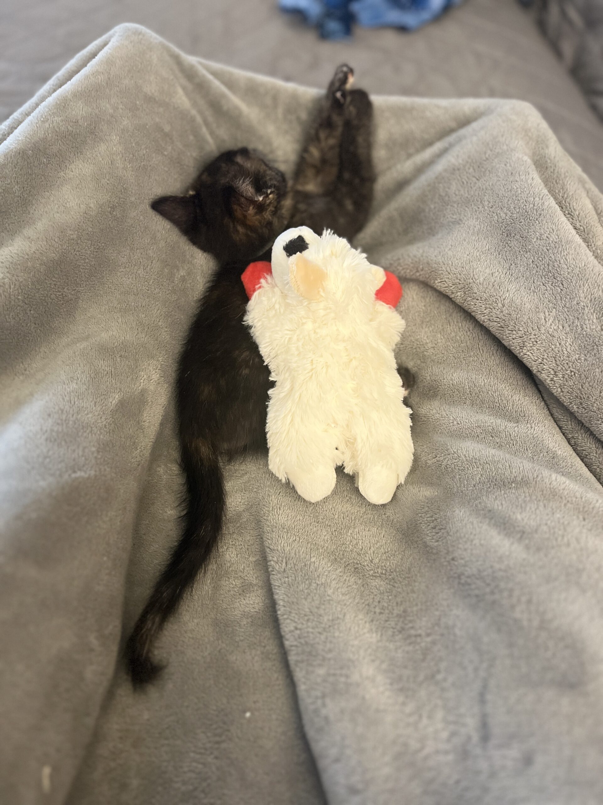 kitten asleep on gray blanket next to stuffed lamb