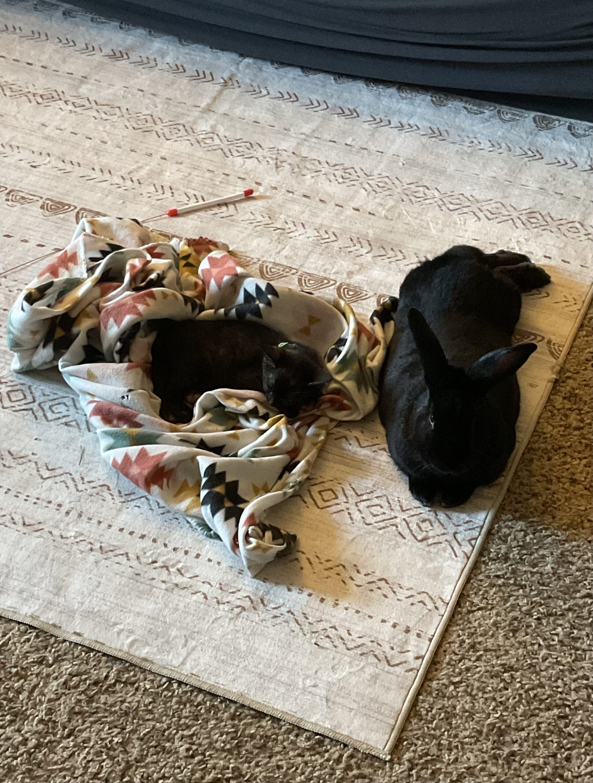Kitten sleeping on blanket next to black rabbit