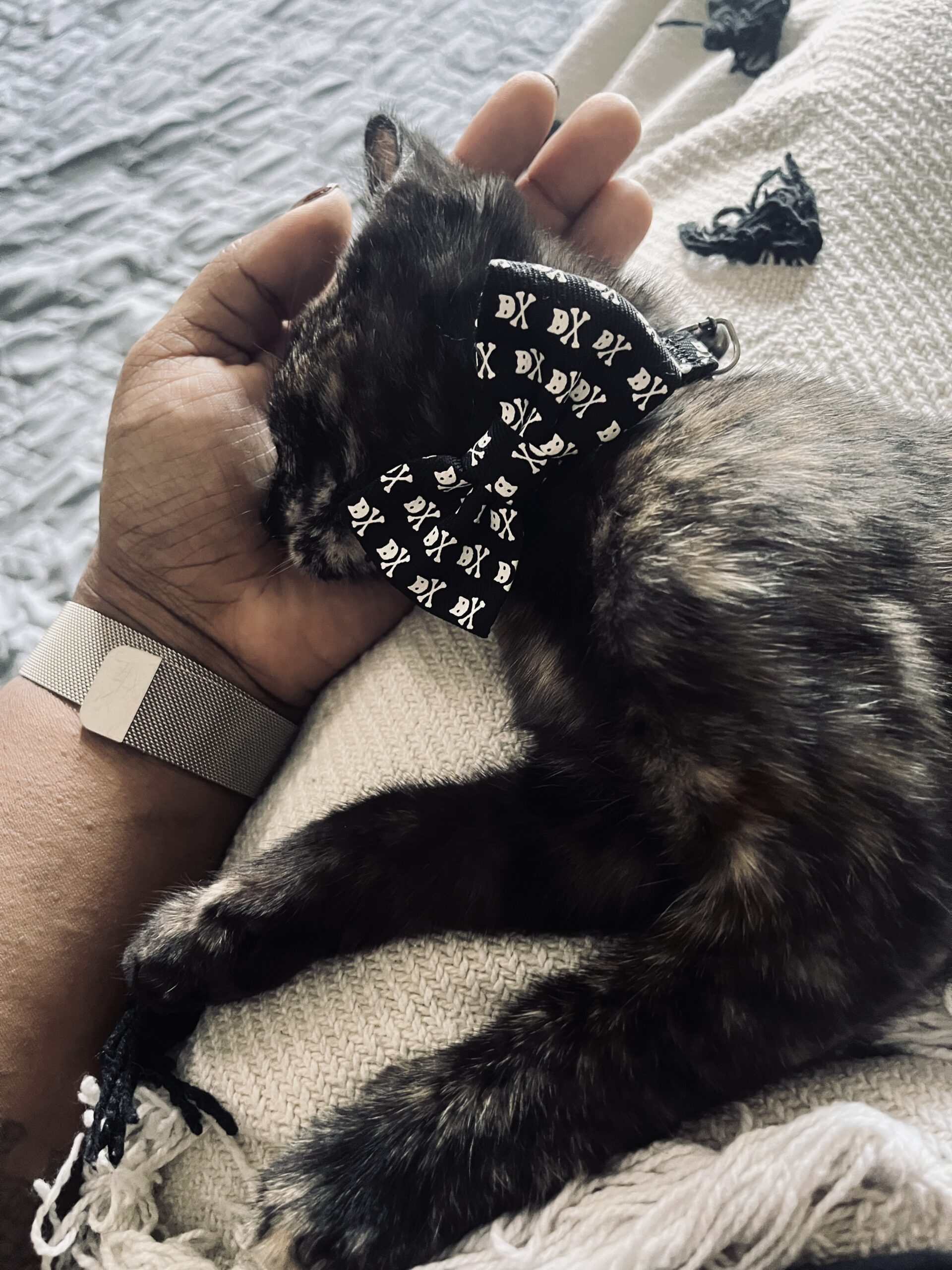 kitten wearing a bow tie sleeping on hand