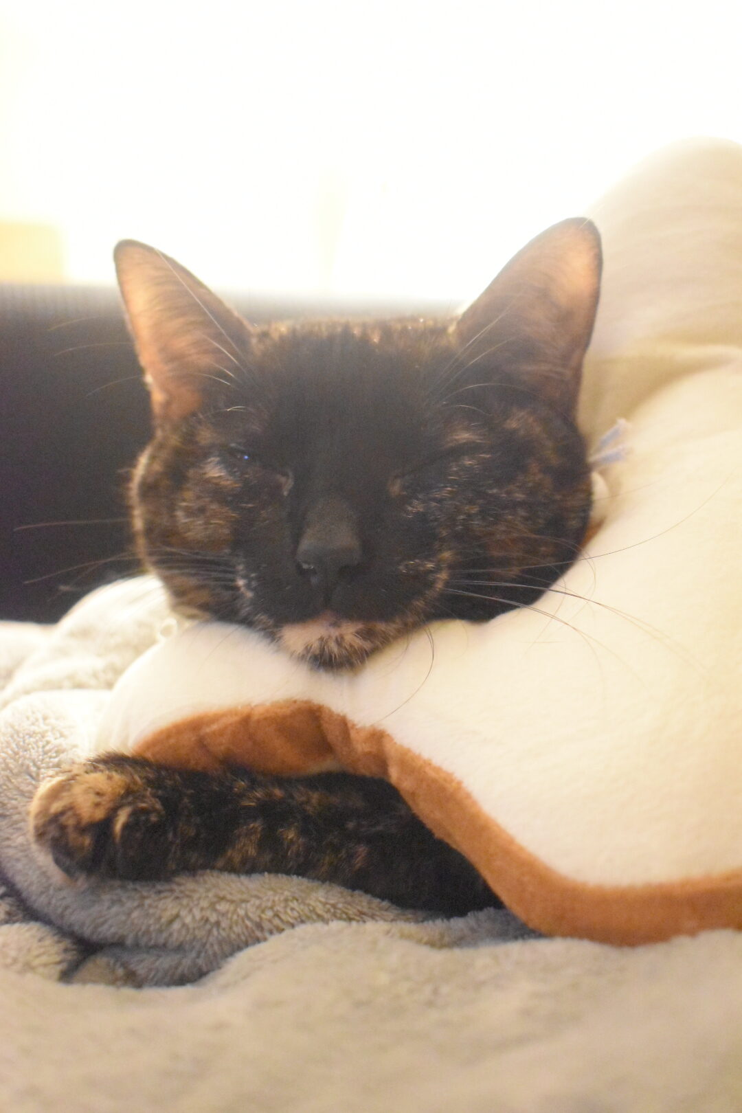 Kitten wearing a toast collar