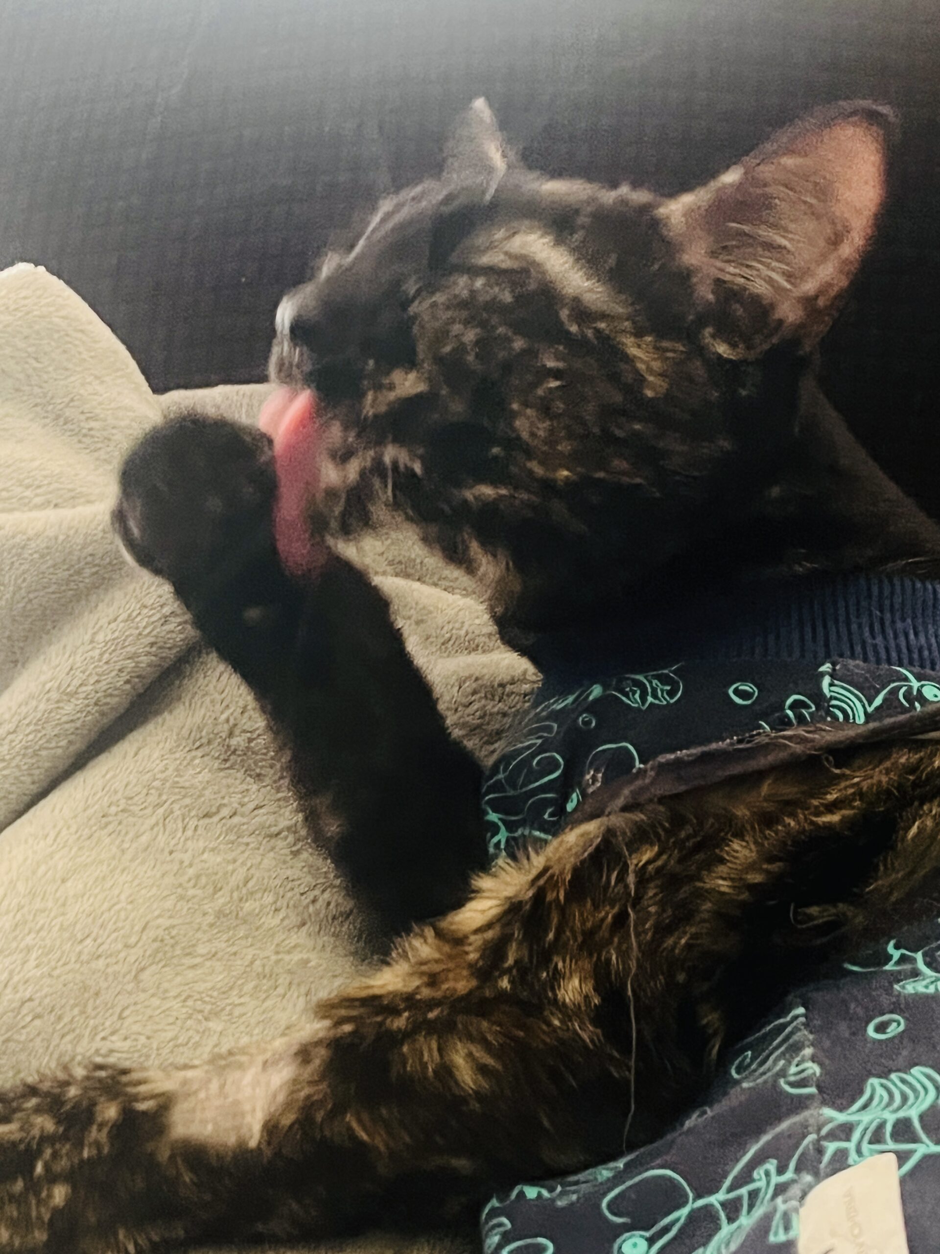cat licking their paw