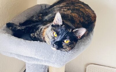 Oh My Lady Cat