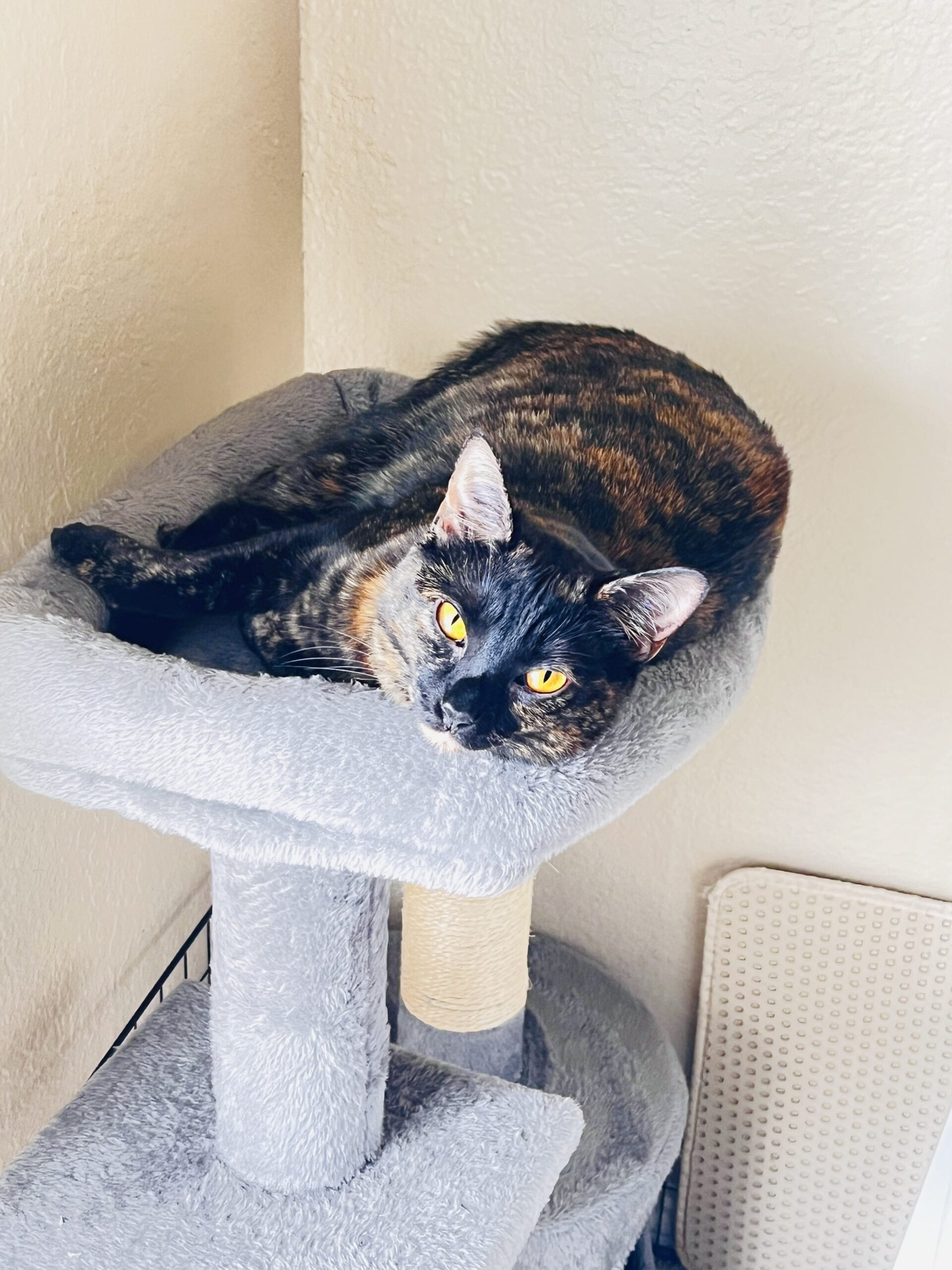 cat staring in camera sitting in cat tree
